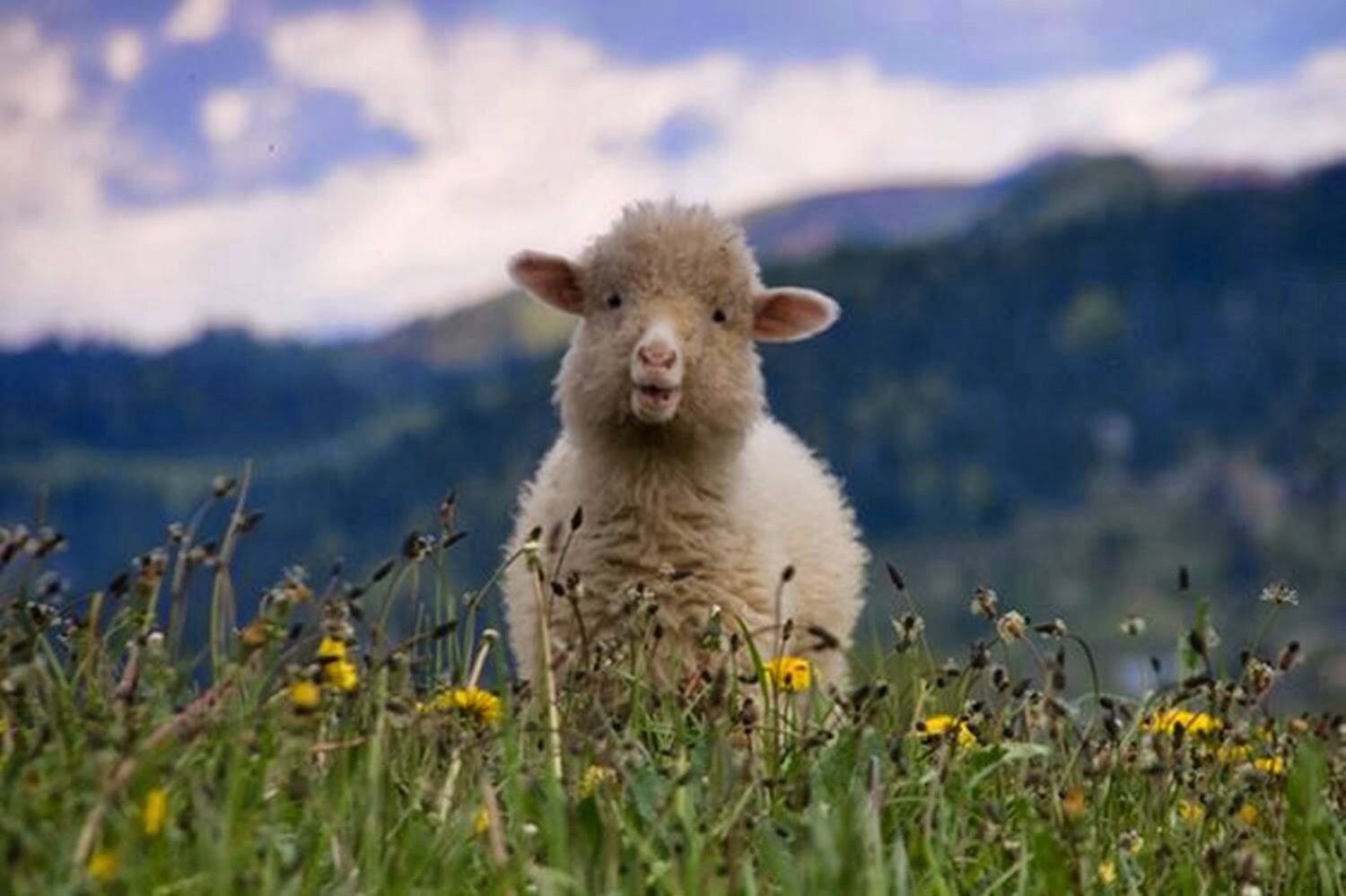 Adorable baby lamb : r/aww